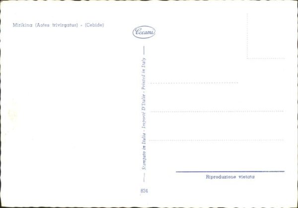 Affen Mirikina Aotes trivirgatus Cebide – Bild 2
