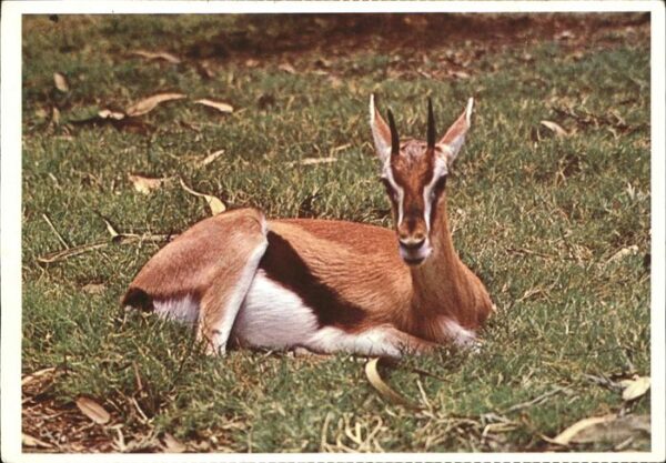 Tiere Springbock Südafrika