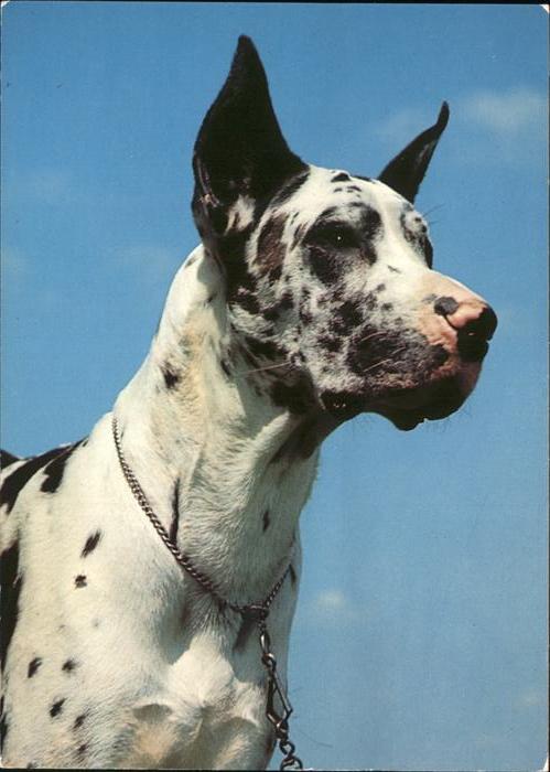 Hunde