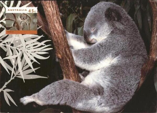 Koalabaer Australien