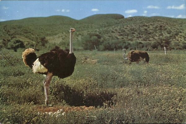 Voegel Strauss Ostrich Broeis