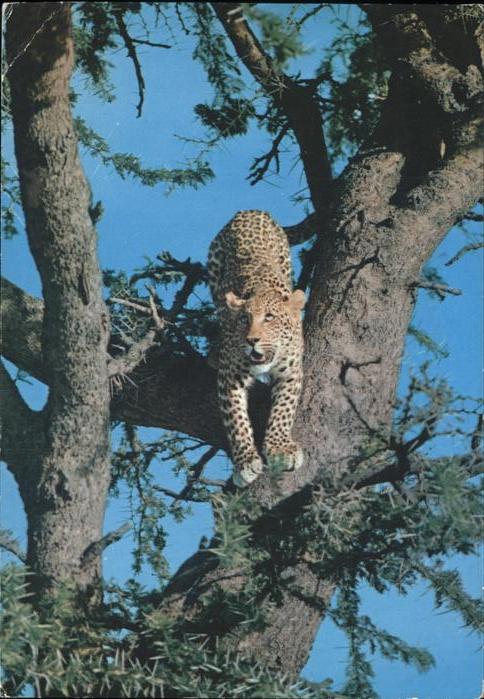 Tiere Leopard Afrika