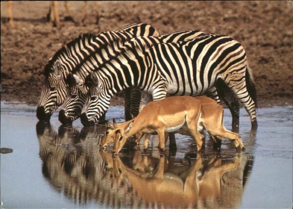 Zebra Impala Südafrika
