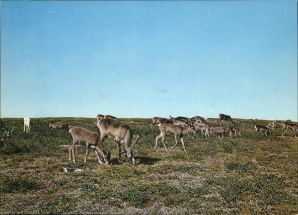 Tiere Rentier Norwegen Reinsdyr Reindeer