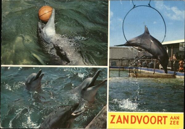 Delfine Delphine Dolphins Dauphins Delfi Zandvoort aan Zee Nederland