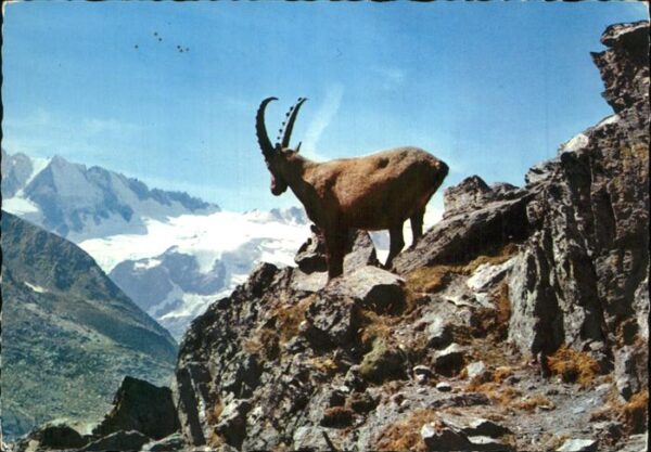 Steinbock Stambecco Bouquetin