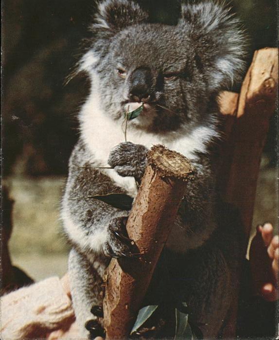 Koalabaer Australien