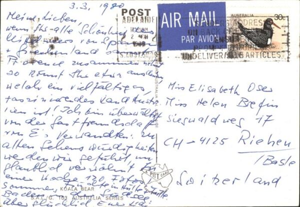 Koalabaer Australien – Bild 2