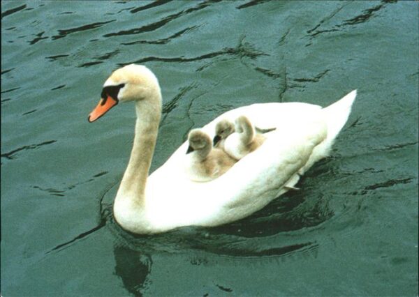 Schwan Jungen