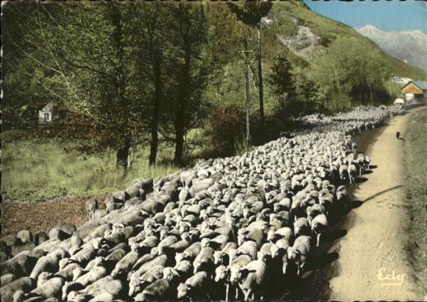 Schafe Moutons