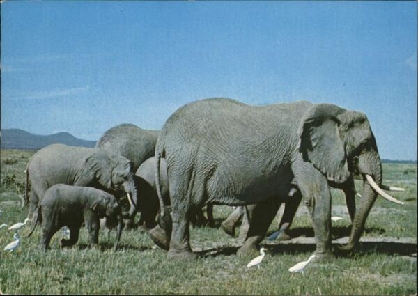 Elefant Mombasa Kenya