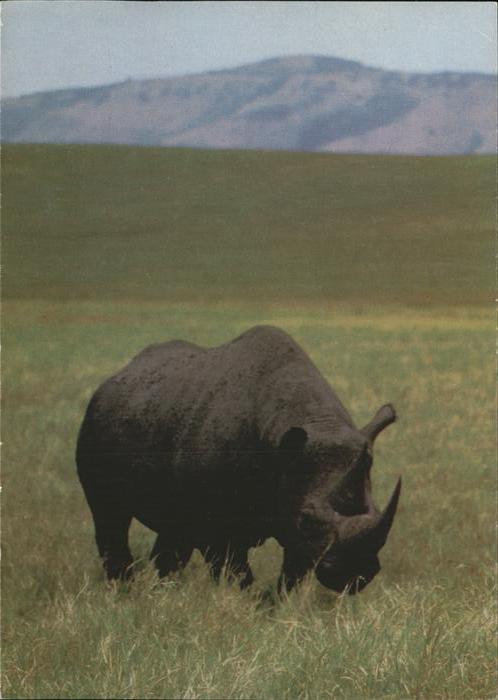Nashorn Ngorongoro-Krater Tansania