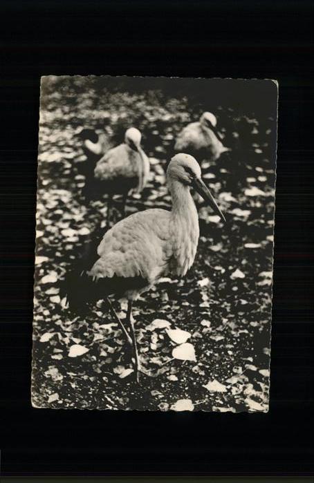 Storch cigogne blanche