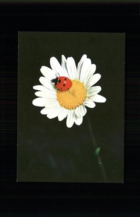 Marienkaefer Wucherblume coccinelle chrysantheme