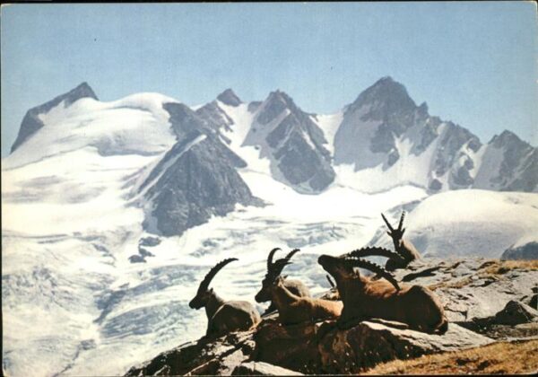Steinbock Hauts Sommets Bouquetins