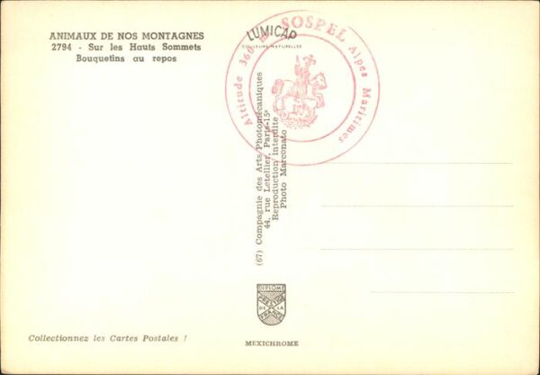Steinbock Hauts Sommets Bouquetins – Bild 2