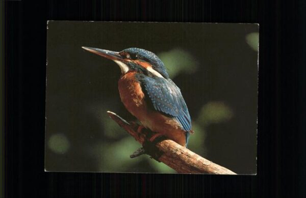 Voegel Eisvogel