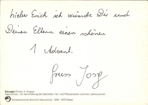 Voegel Eisvogel – Bild 2