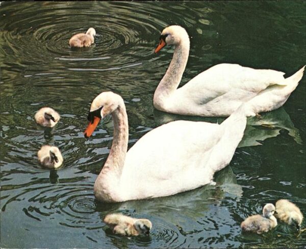 Schwan Schwanenfamilie gygnes cigne swan