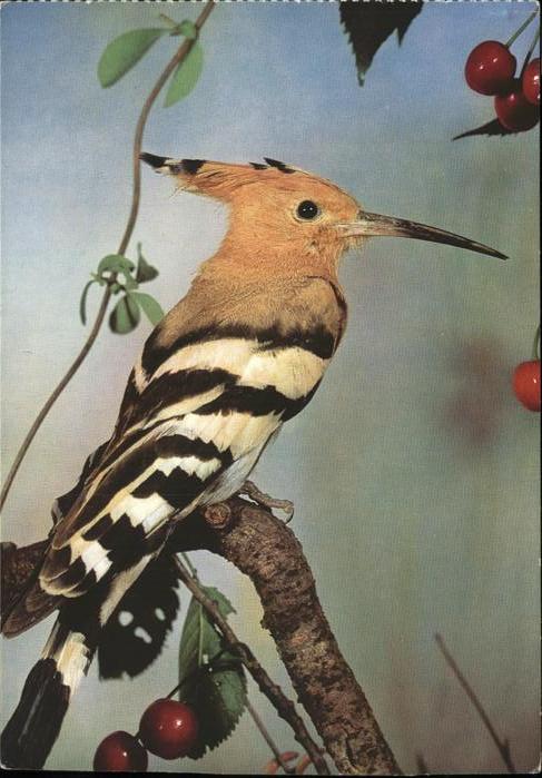 Voegel Wiedehopf Hoopoe
