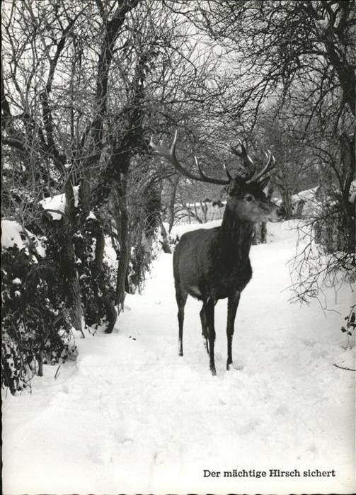 Hirsch