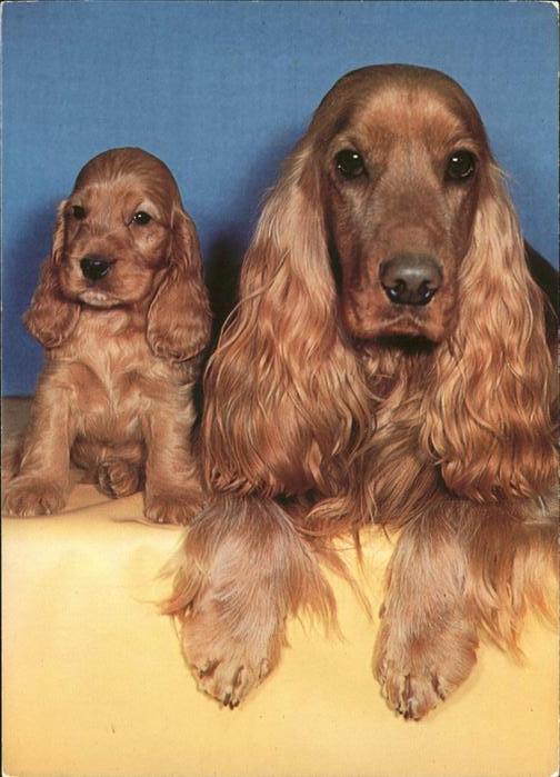 Hunde