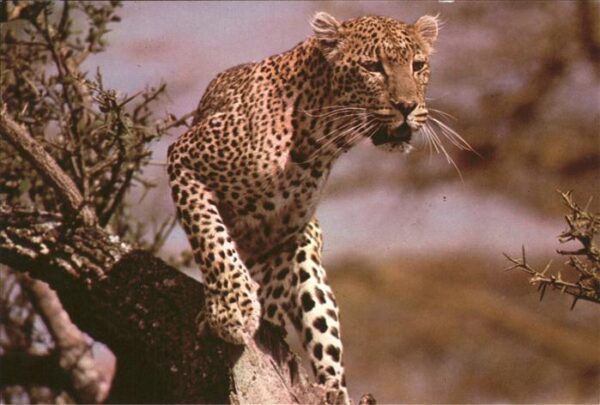 Tiere Leopard East-Africa