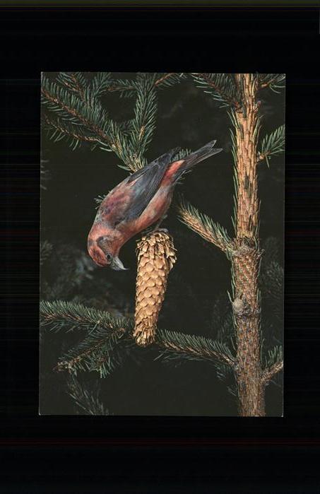 Voegel Kreuzschnabel Bec-croise Beccostorto