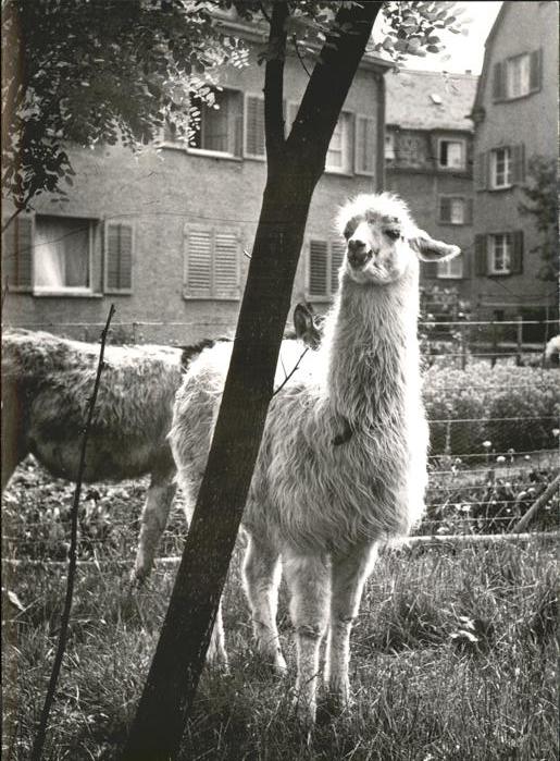 Tiere Lama