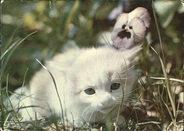 Katzen