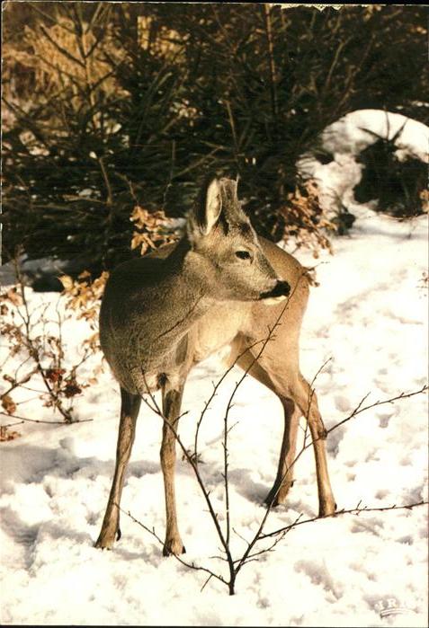 Reh Faon Rehkitze Fawn