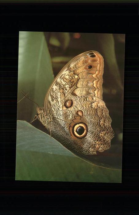 Schmetterlinge Caligo eurilochus Trinidad Papilorama M