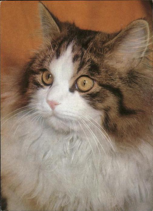 Katzen Halbangora