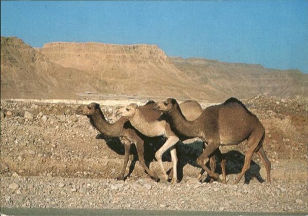 Kamel  Camel Chameau Judean Desert Massada Rock