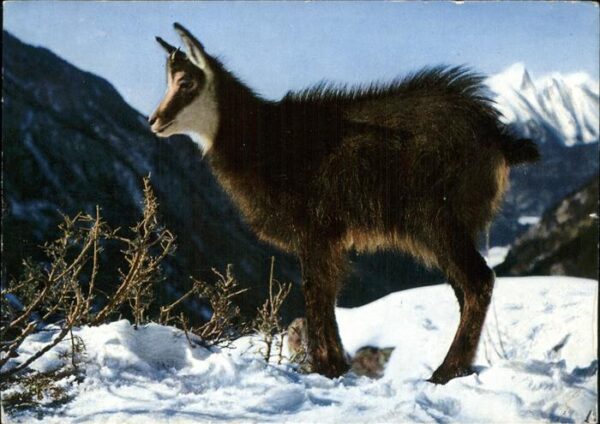 Gemse Chamois