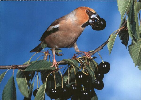 Voegel Kernbeisser Frosone smatget Vogelkalend
