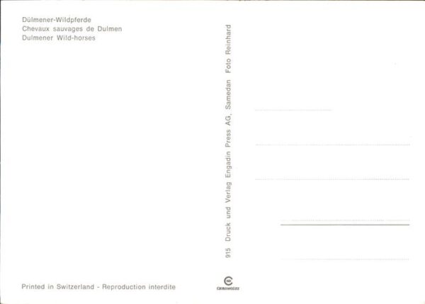 Pferde Dülmener-Wildpferde – Bild 2
