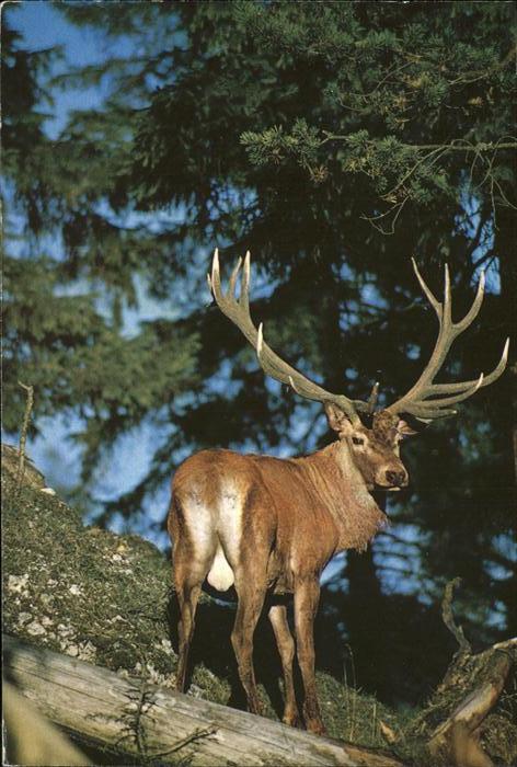 Hirsch Rothirsch Cerf Stag