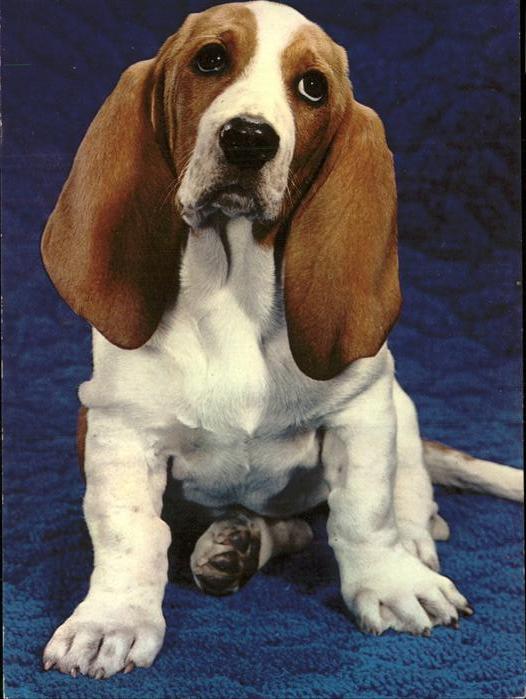 Hunde Basset Hound