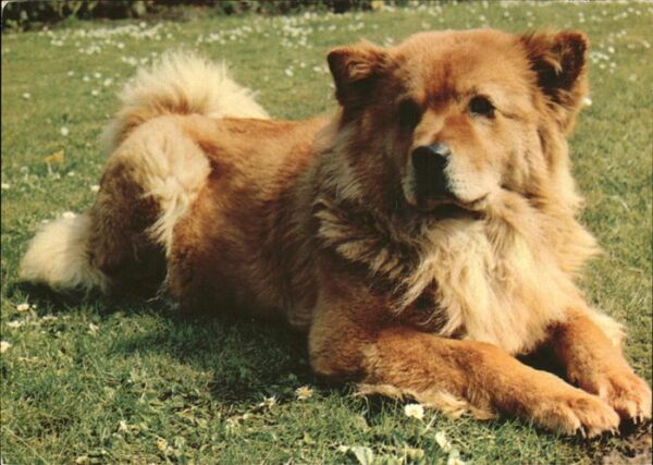 Hunde