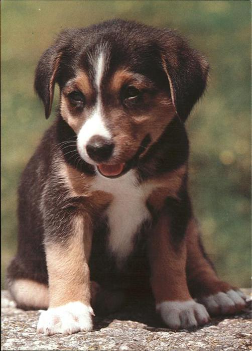 Hunde Appenzellerhund