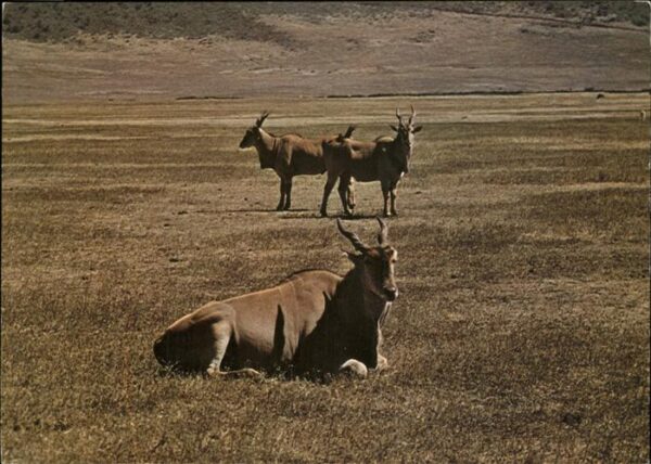 Tiere Taurotragus oryx Elanantilope