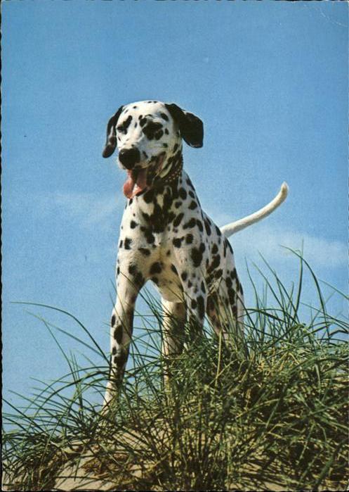 Hunde