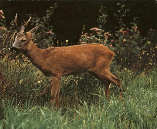 Reh Chevreuil Roebuck Rehbock