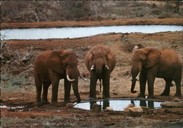 Elefant Kilaguni Wasserstelle