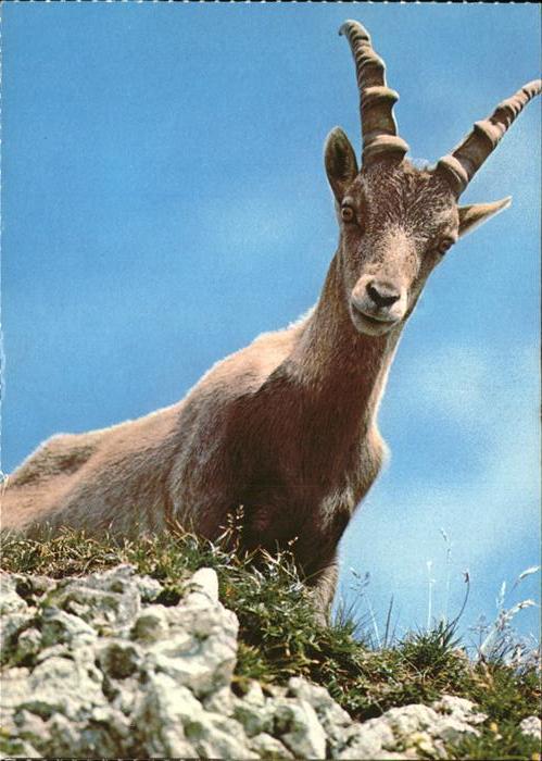 Geiss Steingeiss chevrette