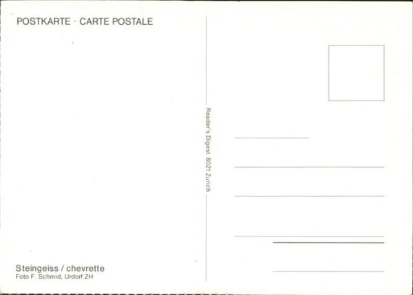 Geiss Steingeiss chevrette – Bild 2