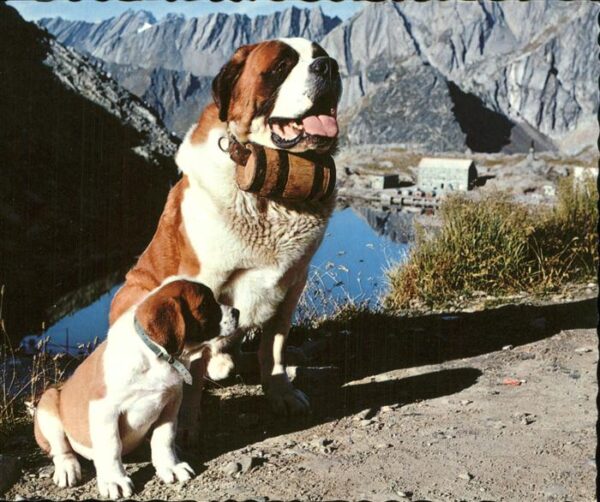 Hunde Bernhadiner Hospiz Grossen-St.Bernhard