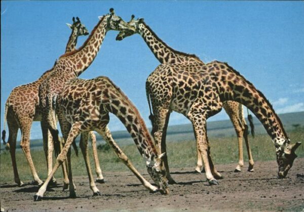Giraffe Afrika