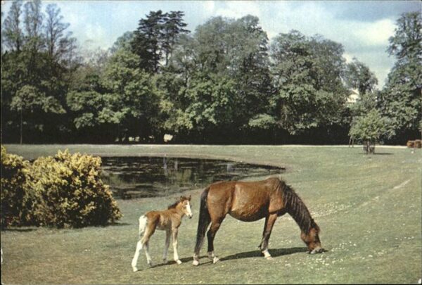 Pferde Mare and Foal New Forest Lyndhurst